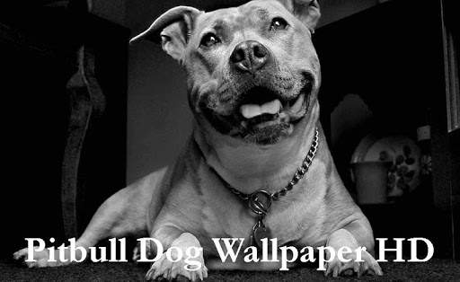 Pitbull Dog Wallpaper HD screenshot 1