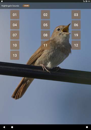 Nightingale Bird Sound Ringtones screenshot 6
