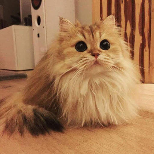 Hot Funny Cute Cats Wallpapers screenshot 2