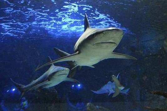 Shark screenshot 1