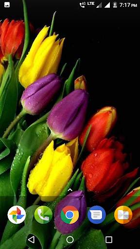 Beautiful Flowers HD Wallpaper screenshot 4