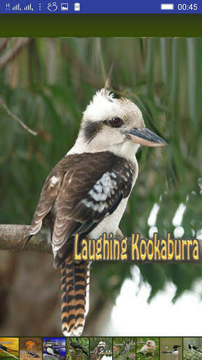 Bird Sounds screenshot 12
