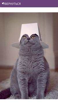 Funny Cats screenshot 4