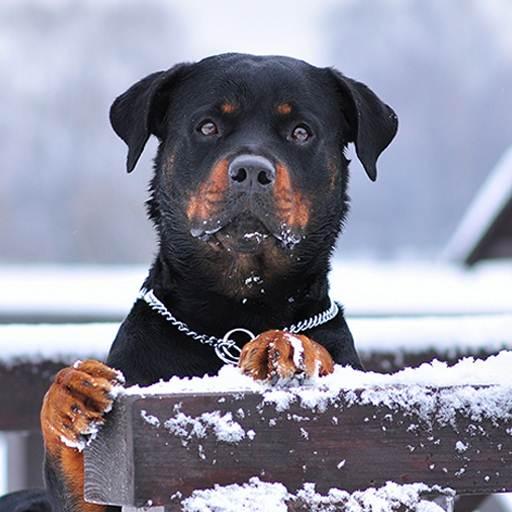 Rottweiler Dog Hd Wallpapers icon
