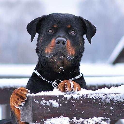 Rottweiler Dog Hd Wallpapers 3.1