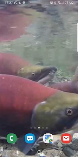 Fish Live Wallpaper screenshot 2