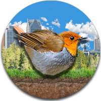 Pipe & Bird
