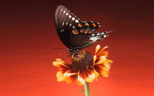 Butterfly Live Wallpaper (backgrounds) screenshot 5