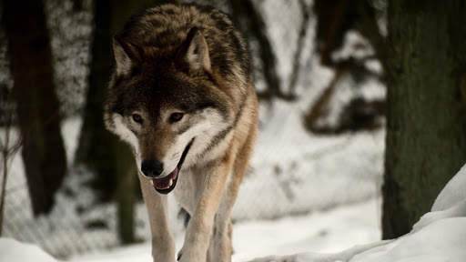 Wolf Wallpapers HD & 4k Backgrounds screenshot 11