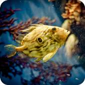 3D Betta Fish Wallpaper 1.0