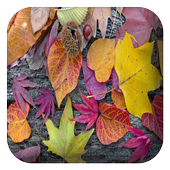 Leaf Water Ripple LWP icon