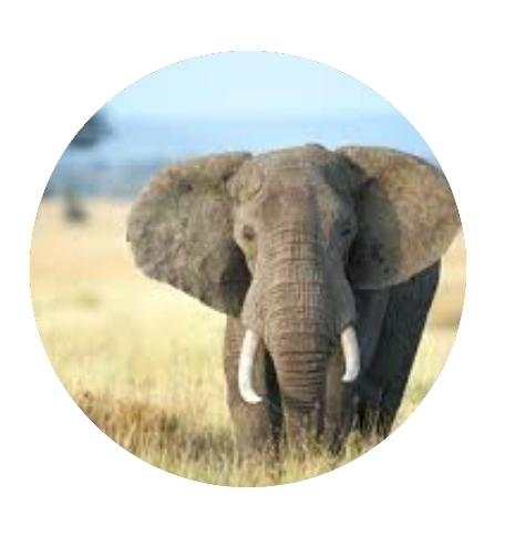 Funny Animal Sounds -By Rio screenshot 3