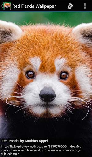 Red Panda Wallpaper screenshot 3