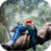 Birds Jigsaw Puzzle World 1.0