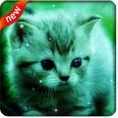 Cute Cat Live Wallpaper