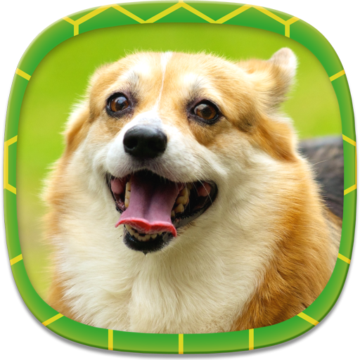 Dog Wallpapers иконка