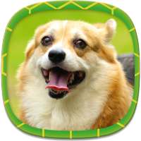 Dog Wallpapers on 9Apps