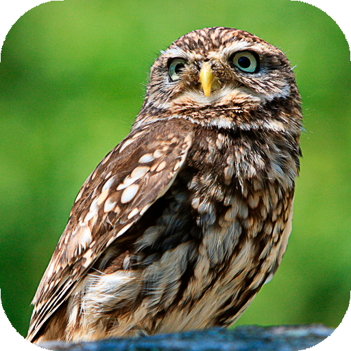Owl Wallpapers HD (backgrounds &amp; themes) icon