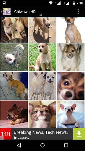 Chiwawa Dog HD Wallpaper screenshot 3
