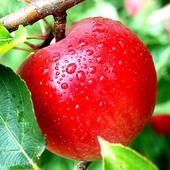 Apple Wallpapers HD icon