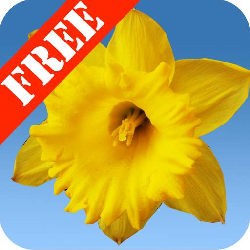 Daffodils Free Live Wallpaper 2.22