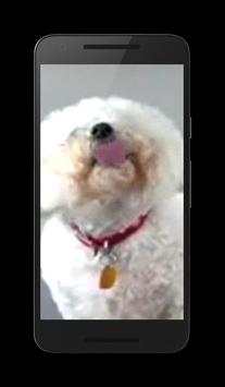 Dog Licks Screen Wallpaper screenshot 1