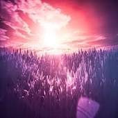 My Dreams 1.0.1