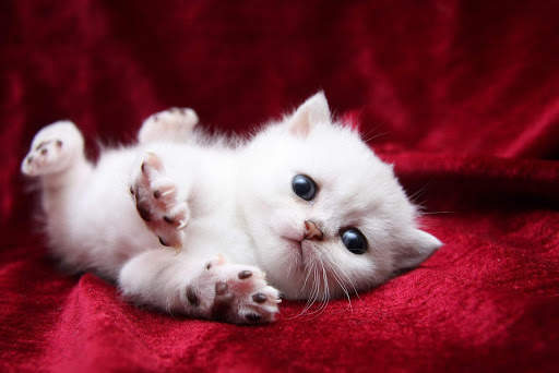 Cute Cats Live Wallpaper (backgrounds & themes) screenshot 6