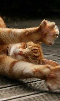 Pretty Cats Wallpapers screenshot 3
