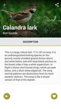 75 Birds Sound World screenshot 2