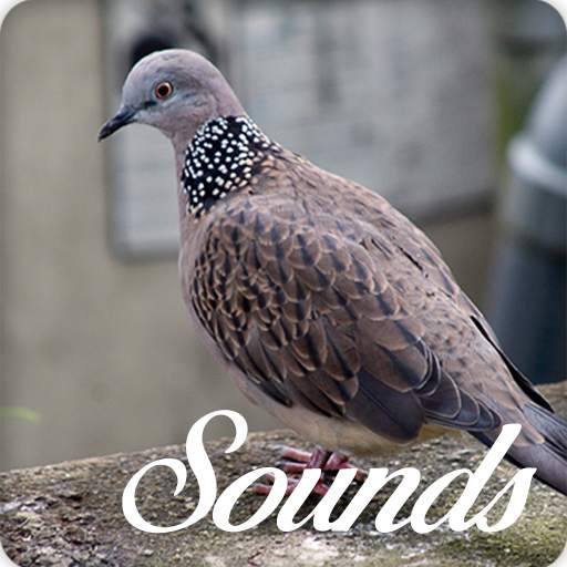 Spotted Turtle Dove Bird Sounds and Ringtone 5.0.0