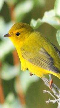 Yellow Bird Wallpapers HD screenshot 6