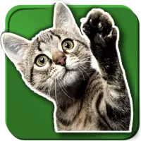 WAStickerApps Cats