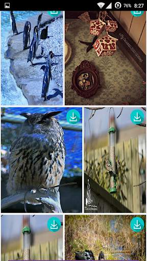 Birds Live HD Wallpapers screenshot 2