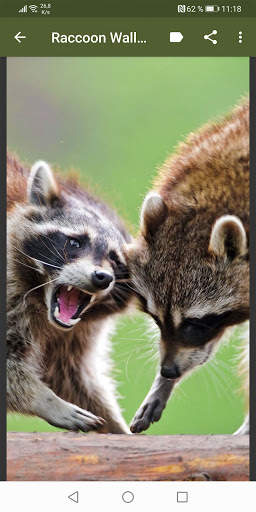 Raccoon Wallpapers screenshot 4