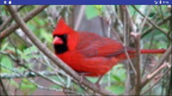 Bird Wallpapers: Beautiful Bird Images, Bird Pics screenshot 1
