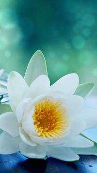 Flower Wallpapers screenshot 1