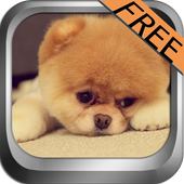 Talking Funny Dogs icon