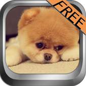 Talking Funny Dogs 1.2