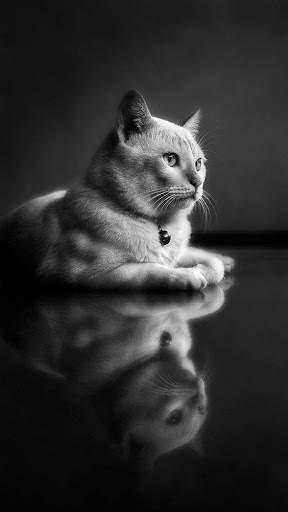Cat HD Live Wallpaper screenshot 1