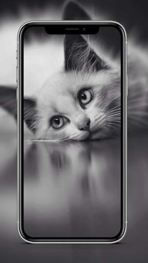 Cute Cat & Kitten Wallpaper HD OFFLINE screenshot 5