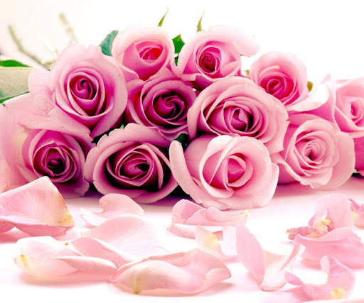 Pink Rose Wallpapers screenshot 12