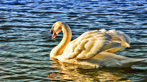 Birds Jigsaw Puzzle स्क्रीनशॉट 5