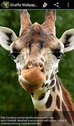 Giraffe Wallpaper screenshot 4