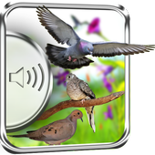Dove Birds Sounds icon