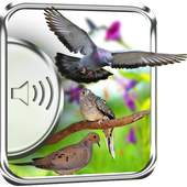 Dove Birds Sounds 1.4