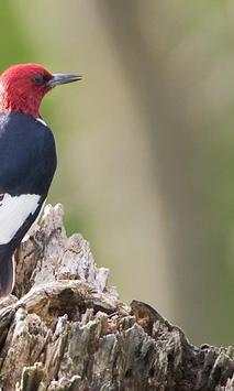 Woodpecker Wallpapers screenshot 4