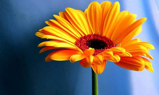 Flower Wallpaper HD screenshot 1