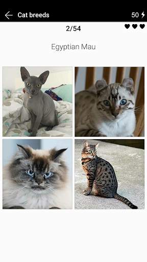 Cat breeds - Photo Quiz screenshot 1