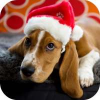 Christmas Dog Live Wallpaper icon